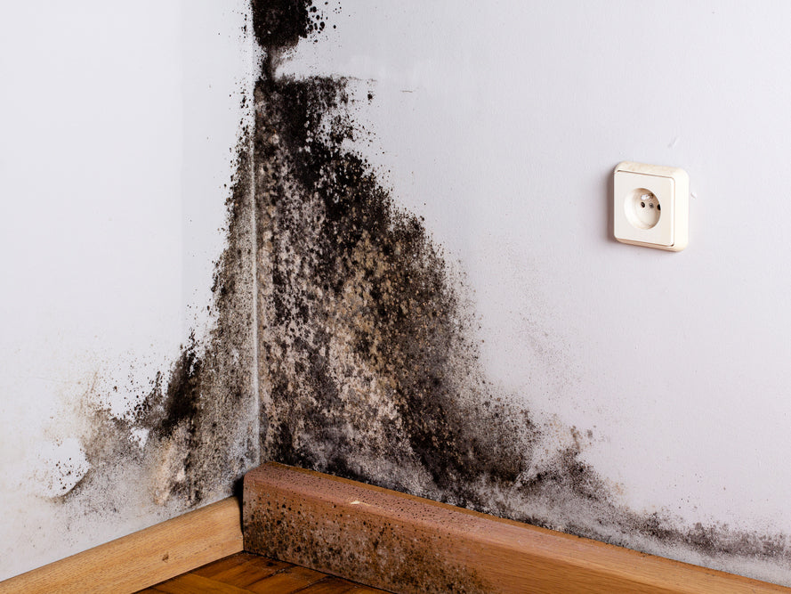 How to Determine if You Have Black Mold and What to Do About It